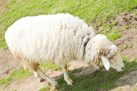 农场里的羊。