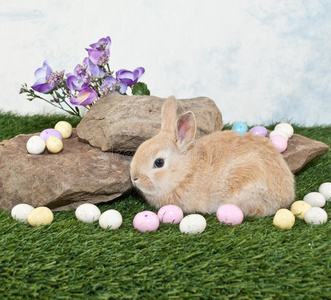复活节小兔子