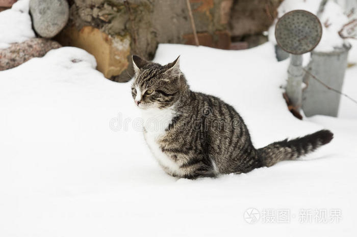 雪地里的小猫