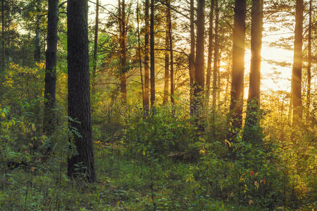 森林里的日落