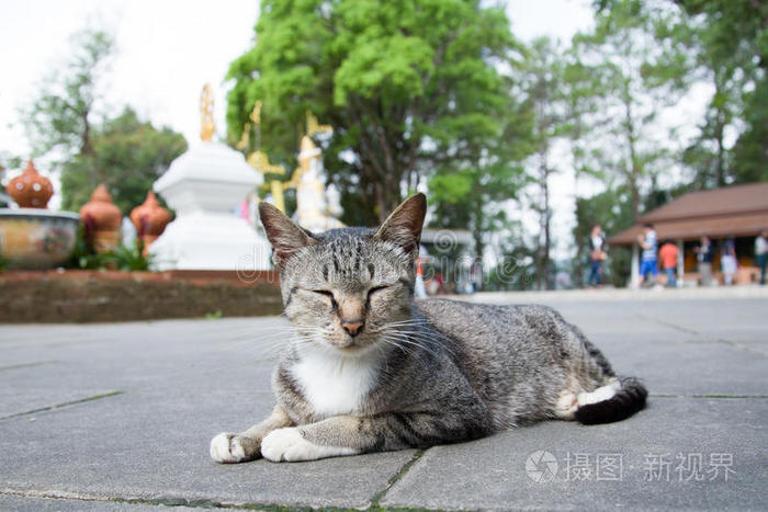困在庙里的泰国猫