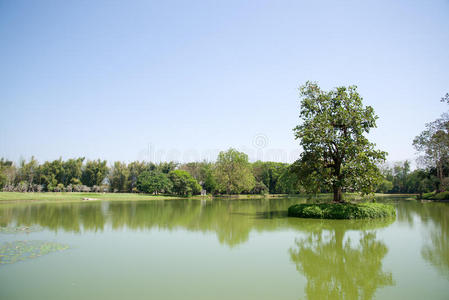 梅法琅艺术文化公园湖边的树图片