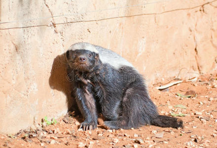 蜜獾蜜獾摄影图