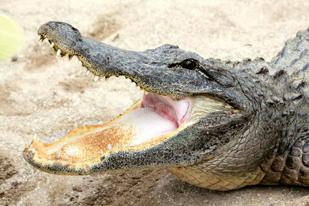 鳄鱼的鼻子图片