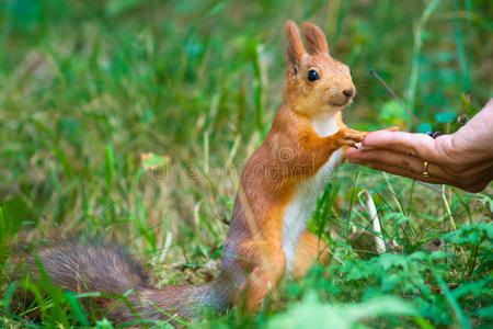 松鼠用手吃东西