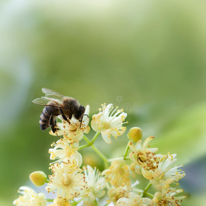 蜜蜂授粉蜜蜂图片