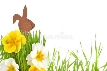复活节兔子和春花