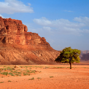 孤独的 环境 天空 沙漠 公司 岩石 热的 贝都因 美女
