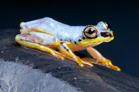 马达加斯加树蛙