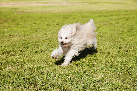 公园里奔跑的玩具贵宾犬