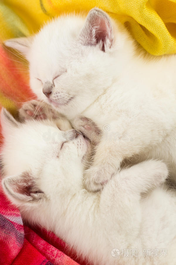 两只可爱的小猫睡觉的猫购物袋里的英国小猫条纹英国婴儿小猫英国短毛