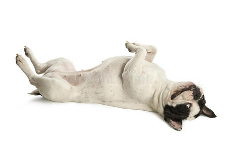 躺在地板上的白色斗牛犬