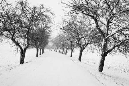 冬季道路被雪覆盖，树木成荫