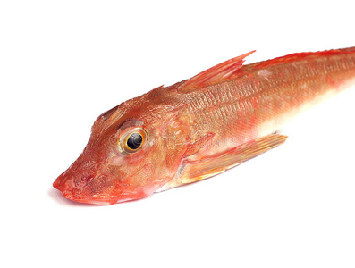 红姑红姑鱼照片