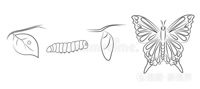 蝴蝶蛹的简笔画图片