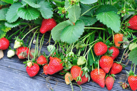 草莓果实生长照片