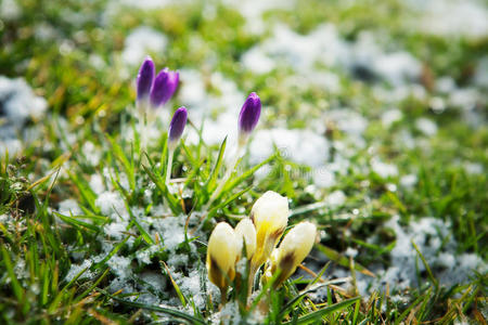 雪中生长的花