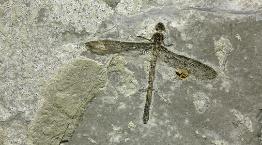 蜻蜓化石图片