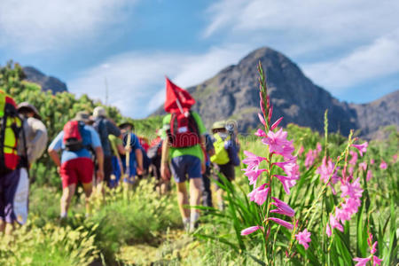 粉红花反对徒步旅行团