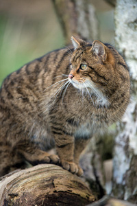 苏格兰野猫图片