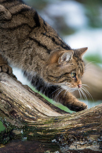 苏格兰野猫图片