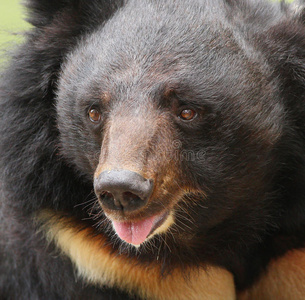 熊吃蜂蜜股票市场十字路口与牛市和熊市的标志贪婪的一只大棕熊在