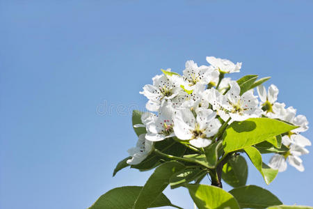 苹果花