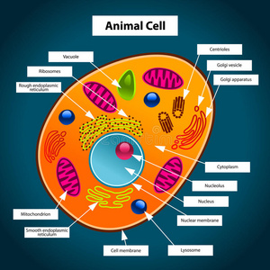 动物细胞