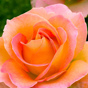 花园里美丽的粉红色淡黄色玫瑰。