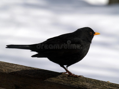 乌鸫黑色与黄色的眼环男性普通的乌鸫鸟喙套鸟: bullfinch, 鸫, 币鸟