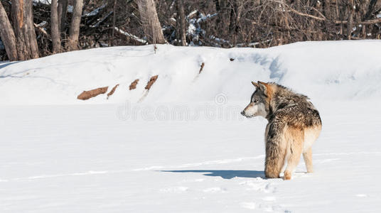 灰狼x28犬科狼疮x29站在雪地里向左看