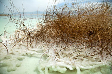 死海枯树