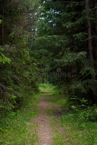 树林里的小路
