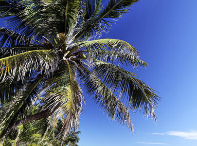 椰子树图片