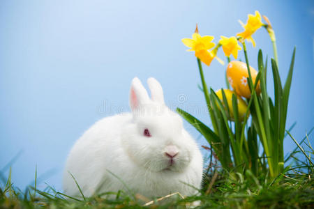 坐在复活节彩蛋旁边水仙花里的白兔