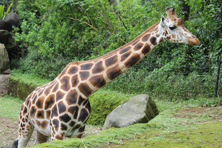 站在动物园里的漂亮长颈鹿