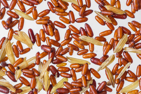 孵化载体蝇蛹照片