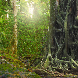 雨林中有根的大老树干