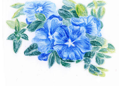 蜡笔插图，一束蓝色的花