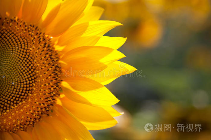 巨大的向日葵背景和真正美丽的波基照片 正版商用图片0msopb 摄图新视界 巨大的向日葵背景和真正美丽的波基照片 正版商用图片0msopb 摄图新视界