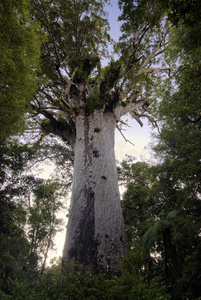 tane mahuta，kauri tree，新西兰北部。