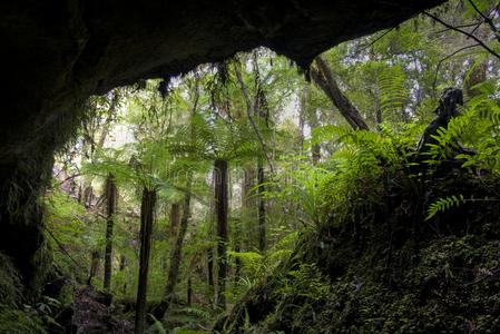 新西兰洞穴入口的蕨类植物