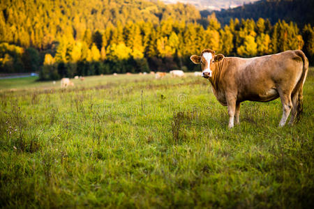 在绿色牧场上吃草的奶牛