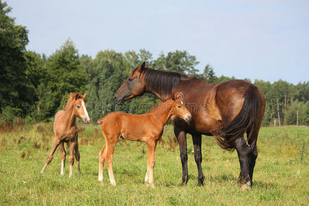 两只小马驹和它们的妈妈在牧场上照片