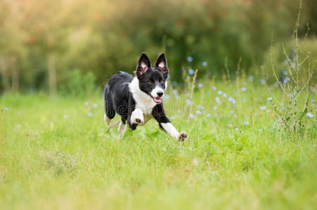 边境牧羊犬在草地上奔跑图片