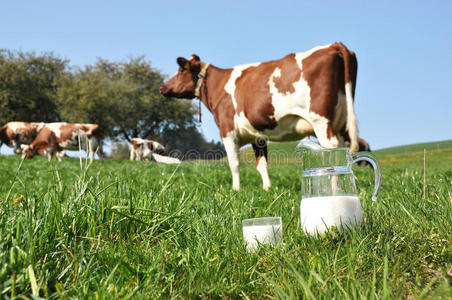 牛群挤奶。瑞士埃门塔尔地区