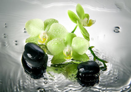水疗石和带水滴的绿兰花。