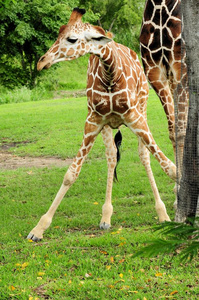 动物园中的雌性网状长颈鹿