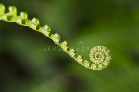 小蕨类植物图片