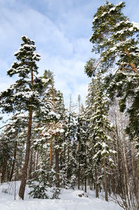 冬季森林景观。